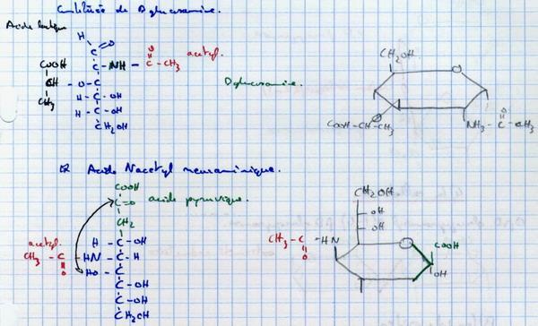 Acide N acétyl muramique