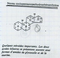 Cyclopentanoperhydrophénantrène