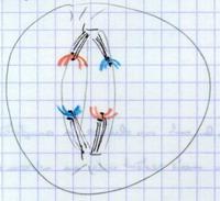 Anaphase I