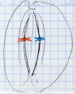 Métaphase II