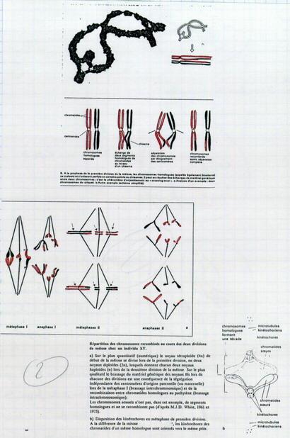 Brassage