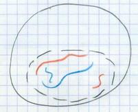 Interphase