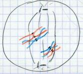 Prophase I