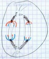 Anaphase I