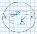 Prophase II