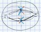Métaphase II