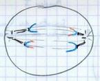 Anaphase II