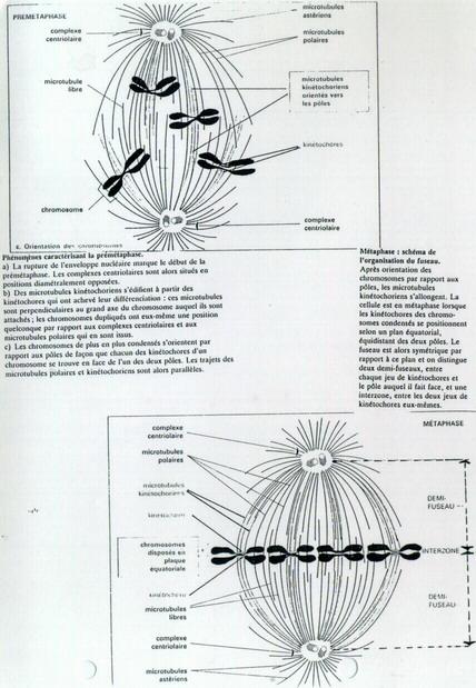 Pré Métaphase