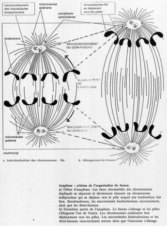 Anaphase