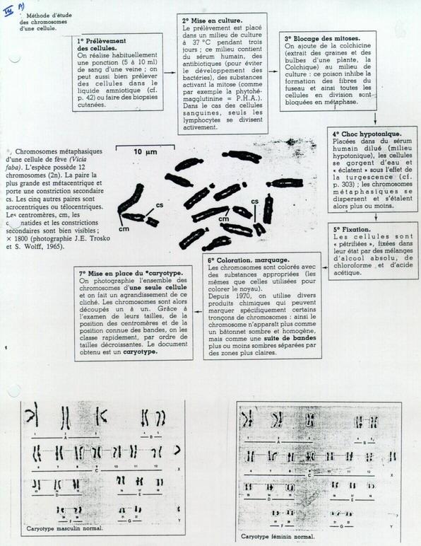 Caryotype