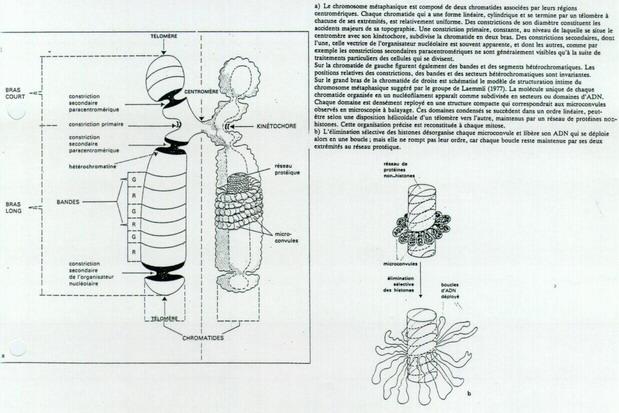 Chromosome