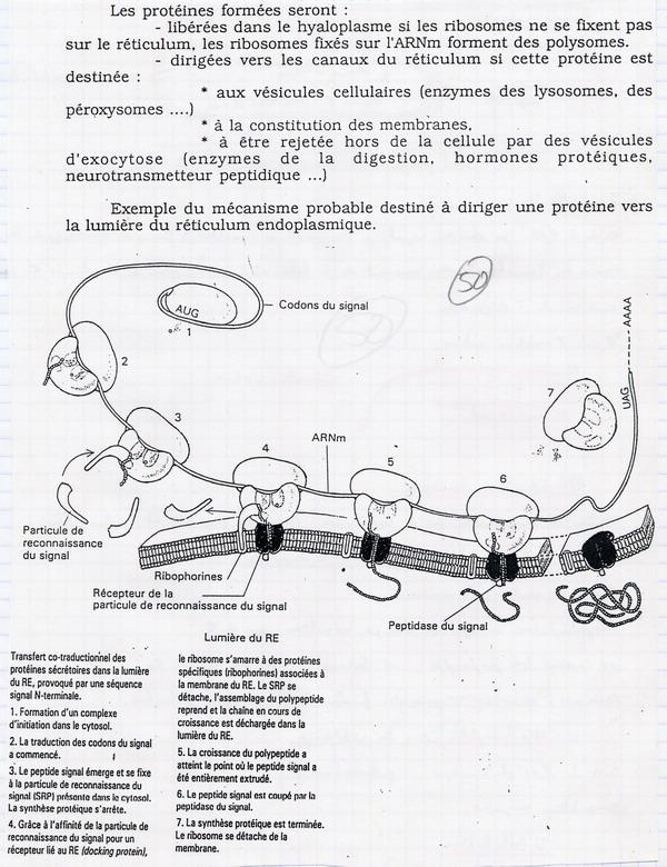 Orientation des protéines