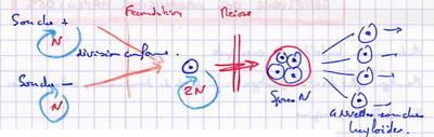 Cycle Haplodiplophasique